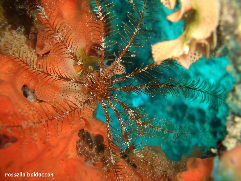 Antedon mediterranea (Lamarck, 1816)